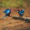 Lednacek hnedohlavy - Halcyon smyrnensis - White-throated Kingfisher o8518